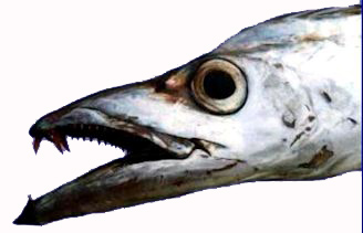 Lepidopus caudatus_04.jpg